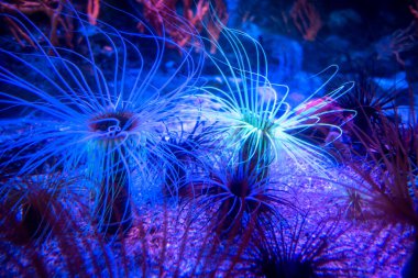 Tropikal mercan resifinde Deniz Anemonu