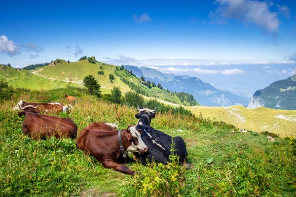 Vacas Campo Montaña Grand Bornand Alta Saboya Francia —  Fotos de Stock