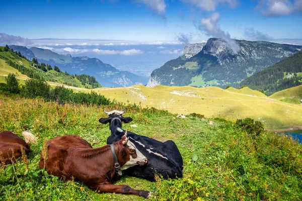 Vacas Campo Montaña Grand Bornand Alta Saboya Francia —  Fotos de Stock