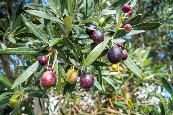 Organic Olive Three Close View Detail Leaves Fruits — Stockfoto