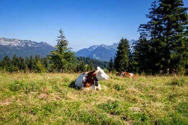 Dağ tarlasında inekler. La Clusaz, Haute-savoie, Fransa