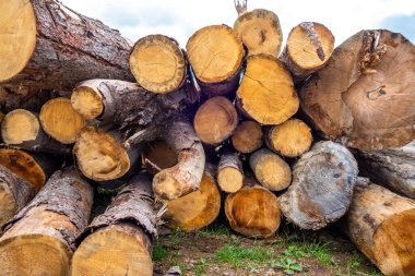 Bir dağ ormanında bir yığın ağaç gövdesi.