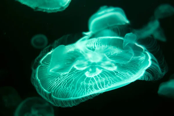 Medusas Flotando Océano Vista Macro — Foto de Stock