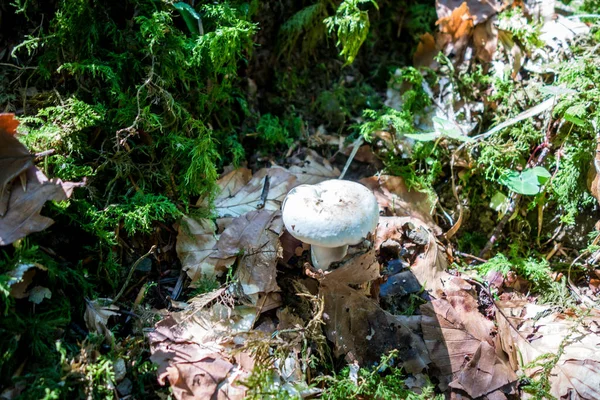 Paddenstoel Dichtbij Uitzicht Een Bergbos Haute Savoie Frankrijk — Stockfoto