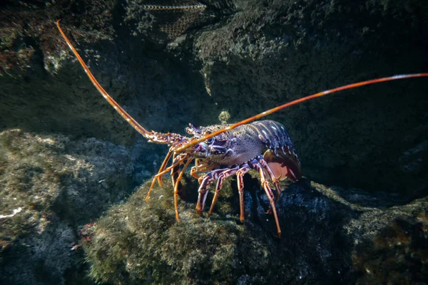 Homard Marchant Sur Fond Marin Vue Macro — Photo