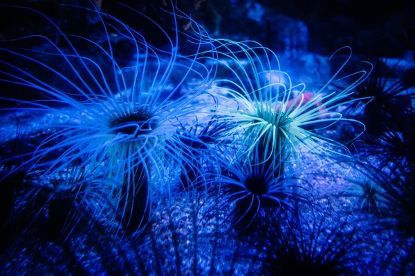 Sea Anemone Arrecife Coral Tropical —  Fotos de Stock