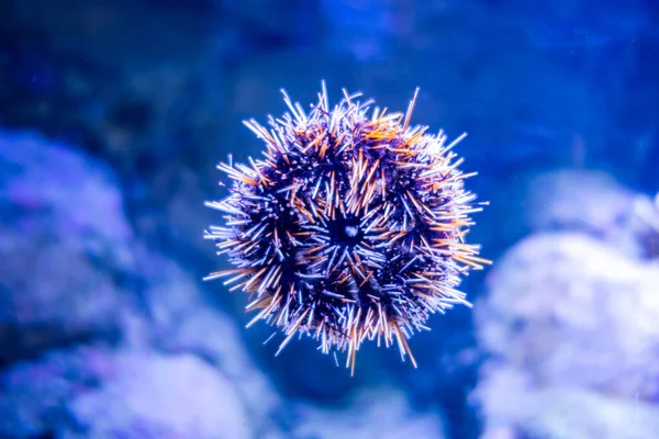 Seeigel Einem Tropischen Korallenriff — Stockfoto