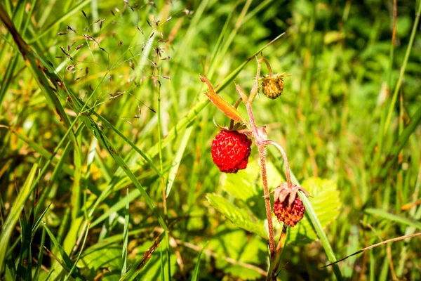 Walderdbeeren Einem Wald Detailaufnahme — Stockfoto