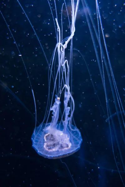 Jellyfish Floating Deep Ocean Macro View — Fotografia de Stock