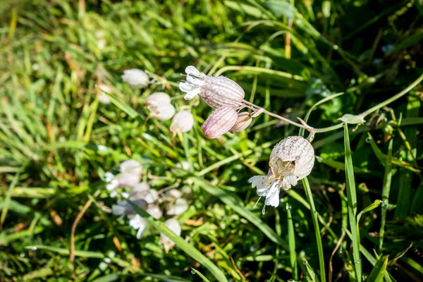 Kwiat Pęcherza Moczowego Campion Silene Vulgaris Widok Bliska Haute Savoie — Zdjęcie stockowe