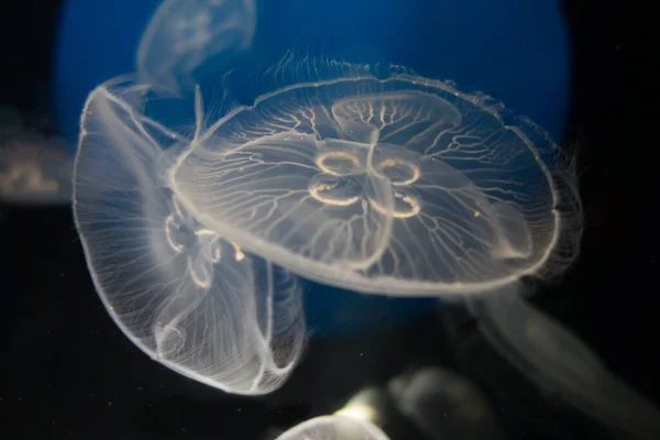 Jellyfish floating in the deep ocean. Macro view