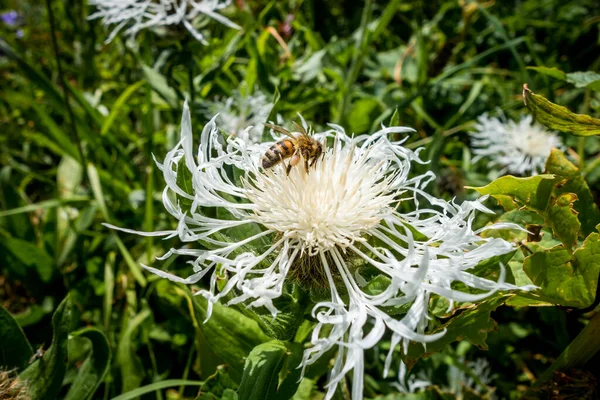 Closeup View Bee Pollinating White Centaurea Flower — Stock Photo, Image