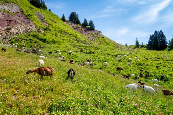 Goats Field Grand Bornand Haute Savoie France — Stock Photo, Image