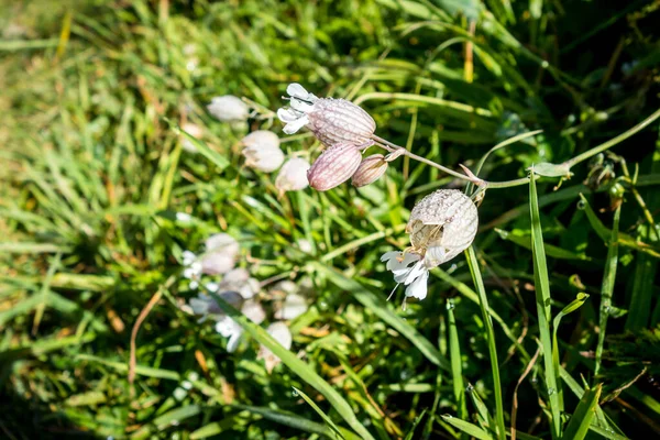 Kwiat Pęcherza Moczowego Campion Silene Vulgaris Widok Bliska Haute Savoie — Zdjęcie stockowe