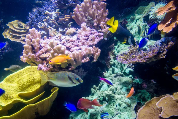 Vista Perto Dos Peixes Tropicais Que Nadam Oceano — Fotografia de Stock