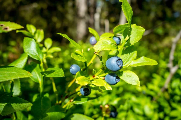 European Blueberry Bilberry Closeup Mountain Forest France — Stock Photo, Image
