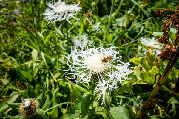 Closeup View Bee Pollinating White Centaurea Flower — Stock Photo, Image