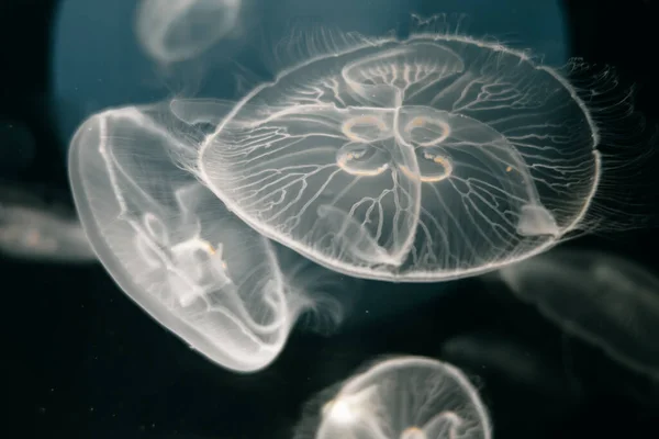 Jellyfish Floating Deep Ocean Macro View — 图库照片