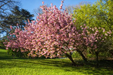 Baharda Japon kiraz çiçeği. Mavi gökyüzü arkaplanı