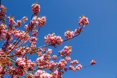 Baharda Japon kiraz çiçeği dalı. Mavi gökyüzü arkaplanı