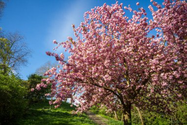 Baharda Japon kiraz çiçeği. Mavi gökyüzü arkaplanı