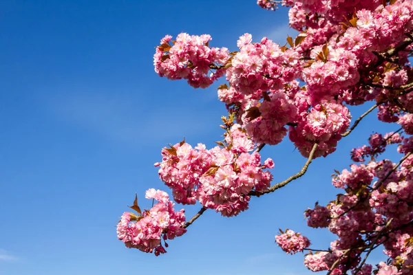 Ramo Flor Cereja Japonês Primavera Céu Azul Fundo — Fotografia de Stock