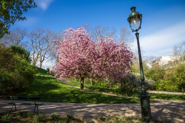Buttes Chaumont Park 'ında Japon kiraz çiçeği. Mavi gökyüzü arkaplanı.