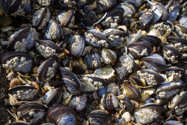 Kaya görünümlü midyeler. Makro fotoğrafçılık