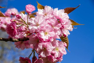 Baharda Japon kiraz çiçeği dalı. Mavi gökyüzü arka planı. Yakın görünüm