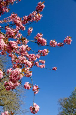 Baharda Japon kiraz çiçeği dalı. Mavi gökyüzü arkaplanı