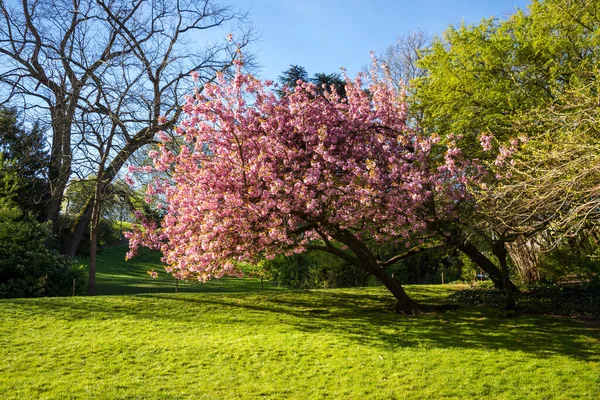 Flor Cereja Japonesa Primavera Céu Azul Fundo — Fotografia de Stock