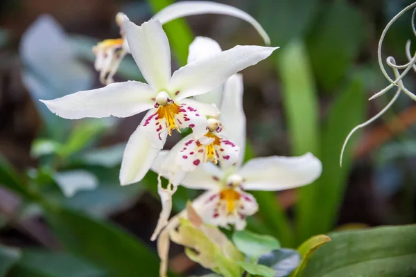 Kwiat Storczyka Białe Cymbidium Tropikalne Tło Kwiatowe — Zdjęcie stockowe