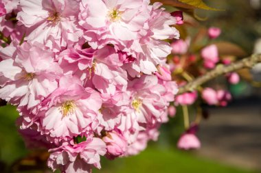 Baharda Japon kiraz çiçeği dalı. Yakın makro görünüm