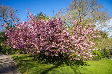 Baharda Japon kiraz çiçeği. Mavi gökyüzü arkaplanı