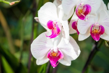 Orkide çiçeği, beyaz falaenopsis Amabilis. Tropikal çiçek arkaplanı