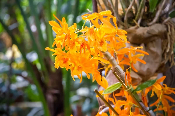 Цветок Орхидеи Редкие Виды Тропический Цветочный Фон — стоковое фото