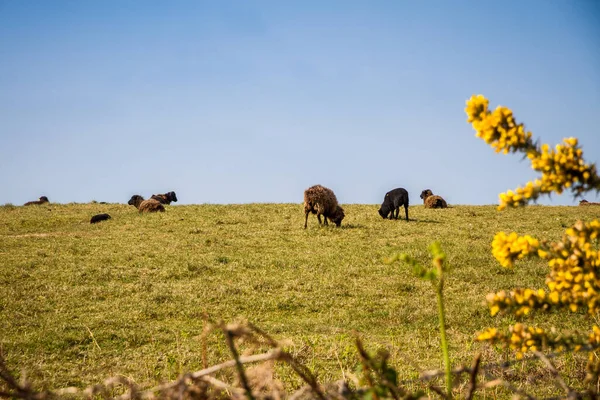 Black Sheeps Chausey Island Brittany France — Stock Photo, Image