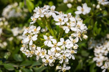 Baharda Meksika portakal çiçeği, Choisya Ternata. Beyazlar çiçekleri yakın plan görüntüsü