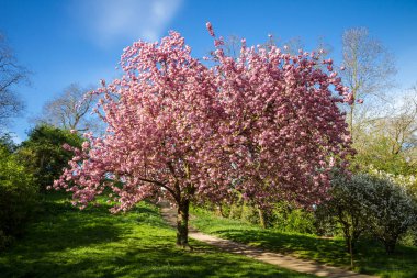 Baharda Japon kiraz çiçeği. Mavi gökyüzü arkaplanı