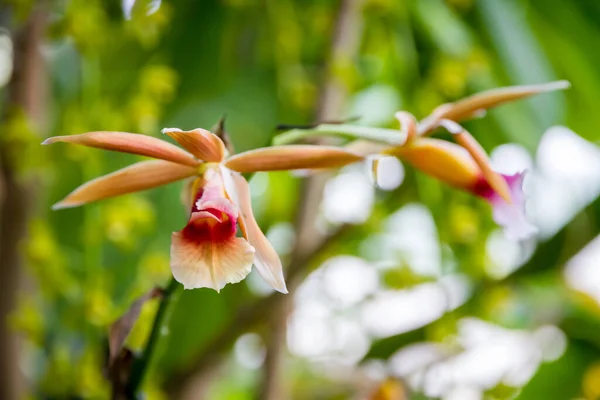 Orchid Flower Phaius Wallichii Tropical Floral Background — Stock Photo, Image