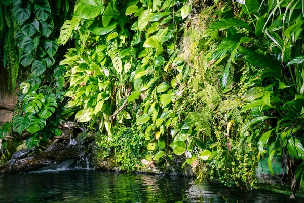Estanque Tropical Tortuga Manglar Selva Tropical Vista Primer Plano — Foto de Stock