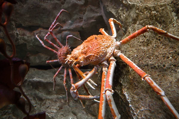 Crabe Araignée Vue Rapprochée Dans Océan Vie Marine — Photo