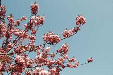 Baharda Japon kiraz çiçeği dalı. Mavi gökyüzü arkaplanı