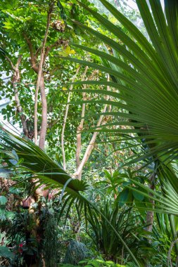 Tropik orman arka planı. Yeşil ve taze yağmur ormanları duvar kağıdı