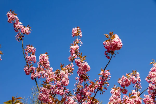 Ramo Flor Cereja Japonês Primavera Céu Azul Fundo — Fotografia de Stock