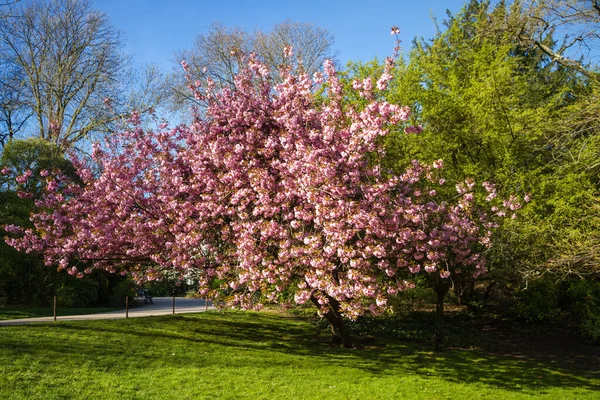 Flor Cerezo Japonés Primavera Fondo Cielo Azul — Foto de Stock