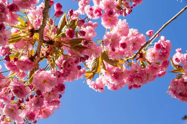 Ramo Flor Cereja Japonês Primavera Fundo Azul Céu Vista Perto — Fotografia de Stock