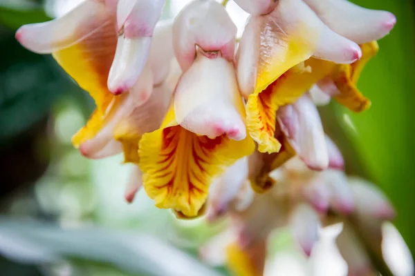 Цветок Орхидеи Редкие Виды Тропический Цветочный Фон — стоковое фото