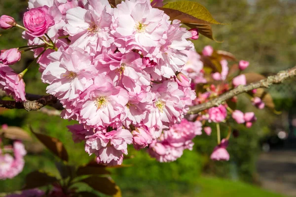 일본의 벚꽃은 클로즈업 매크로 — 스톡 사진