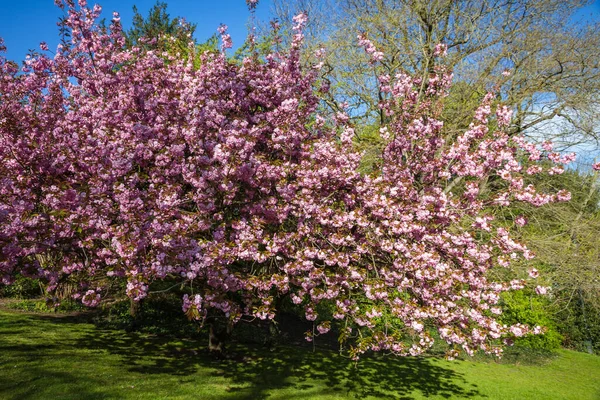 Baharda Japon kiraz çiçeği. Mavi gökyüzü arkaplanı